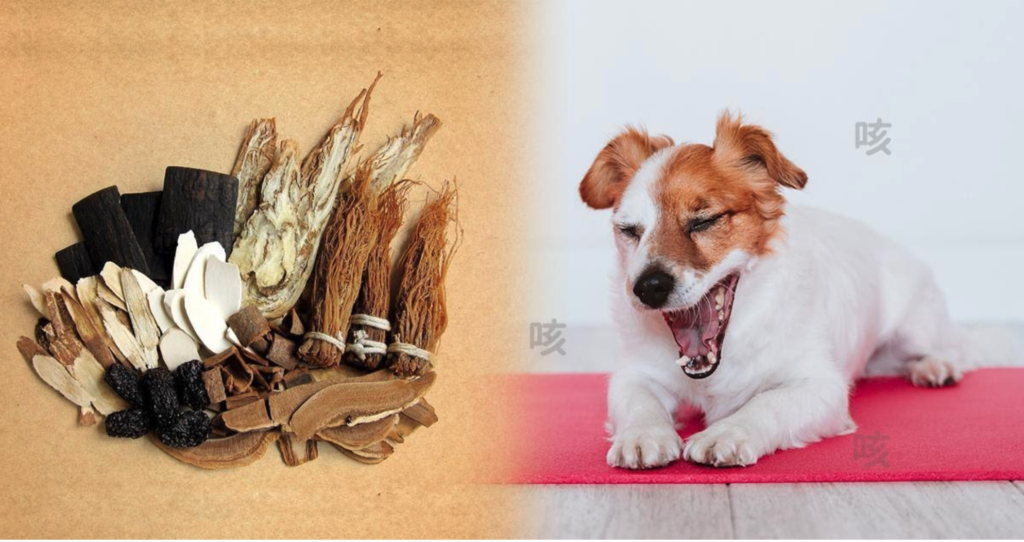 老犬氣管塌陷與喘咳症狀解析-五行臟腑觀點