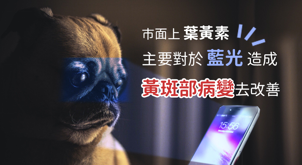 狗狗眼睛構造與抗氧化保護機制