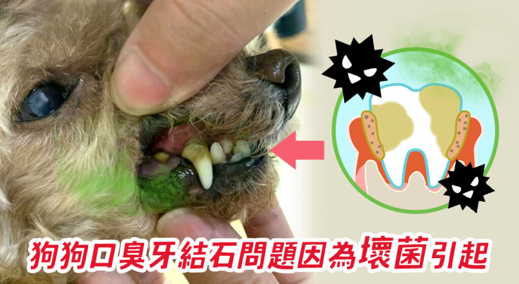 狗狗口臭問題在於壞菌累積