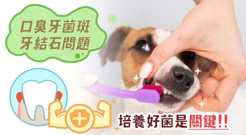 狗狗預防牙結石需培養好菌抑制壞菌