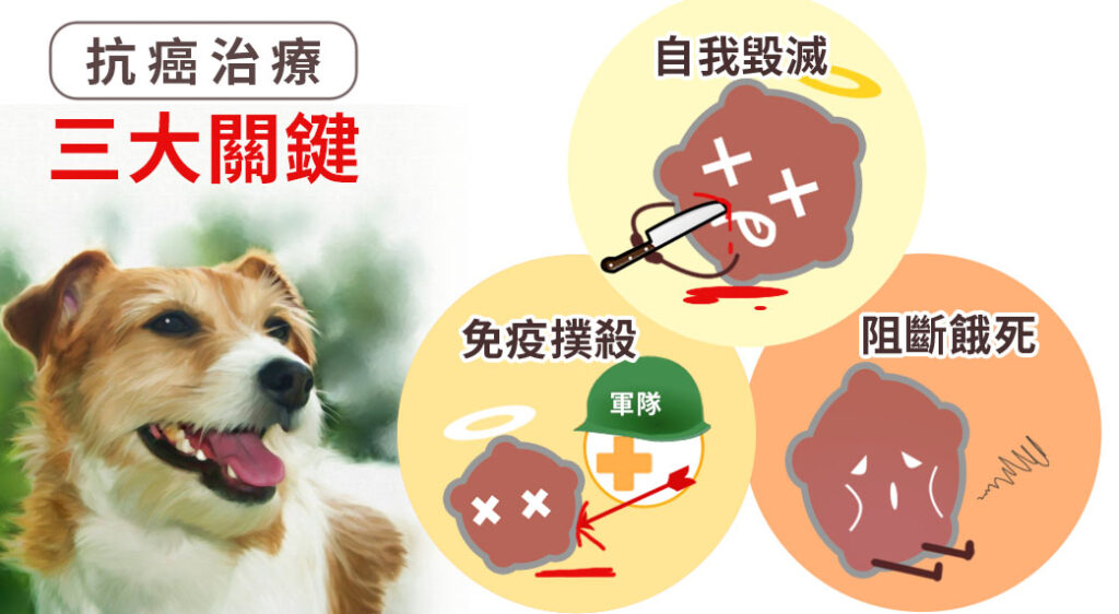 狗狗抗癌治療三大關鍵：誘導凋亡、活化免疫、抑制血管新生