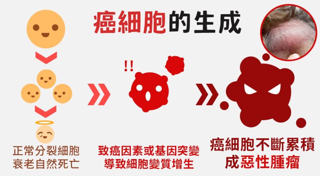 狗狗癌細胞生成原理與腫瘤壓迫機制