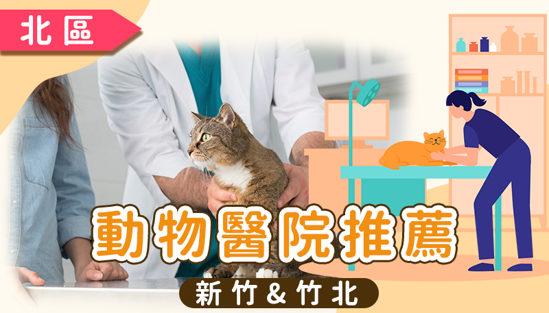 新竹市與竹北市動物醫院推薦清單：24小時急診、骨科心臟專科與特寵門診