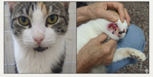 貓咪口炎症狀：口臭、流口水、口腔紅腫潰爛導致不願進食